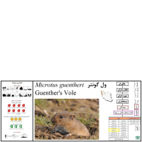 گونه ول گونتر Guenthers Vole